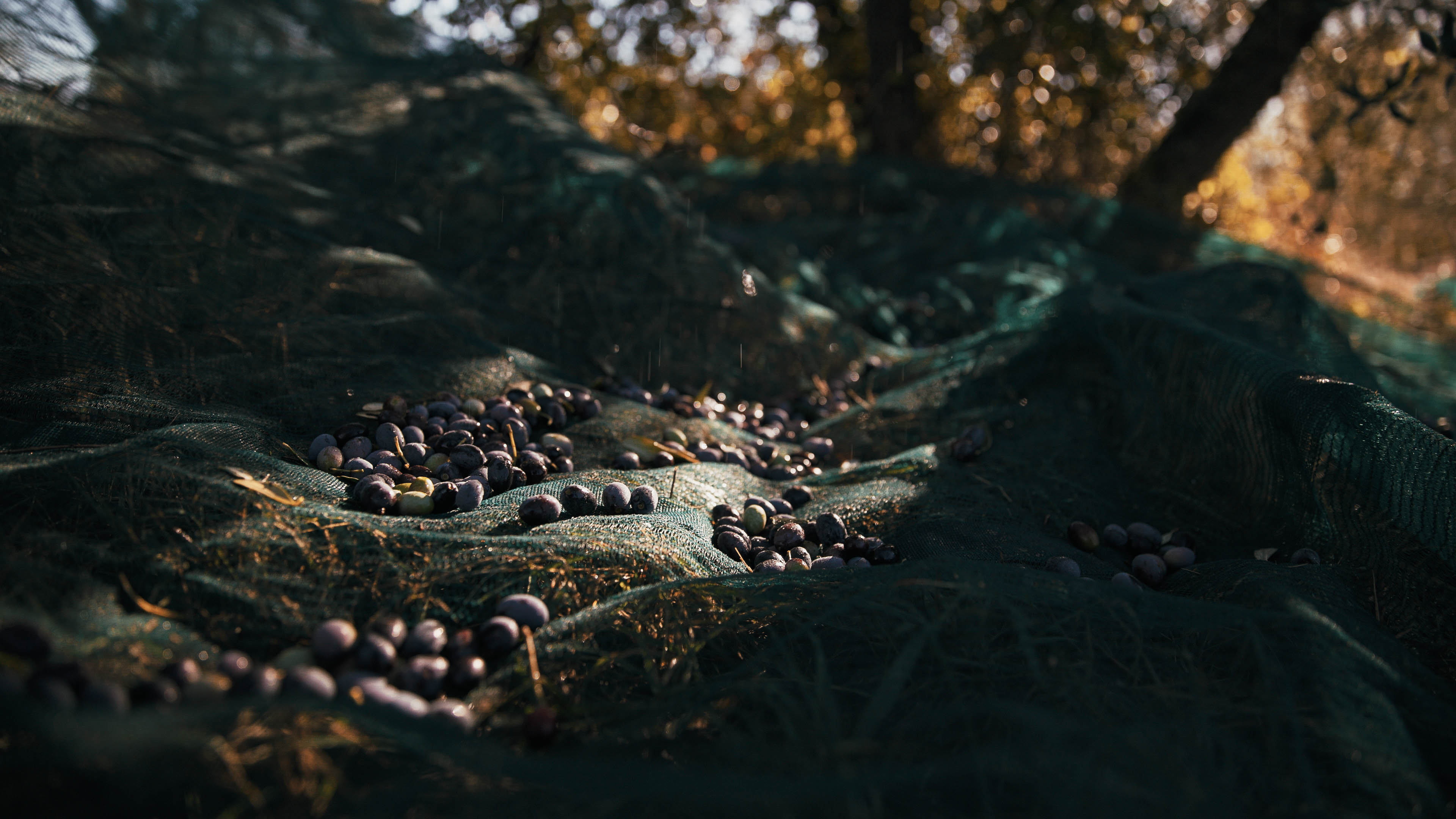 Close-up of olives during harvest